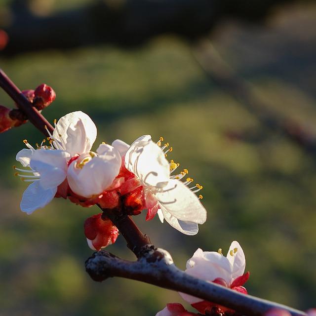 cherry-blossoms-g3f68cfcd8_640 cherry-blossoms-g3f68cfcd8_640